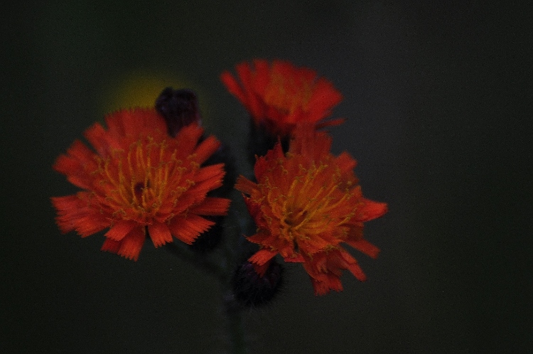 orange flowers closeup